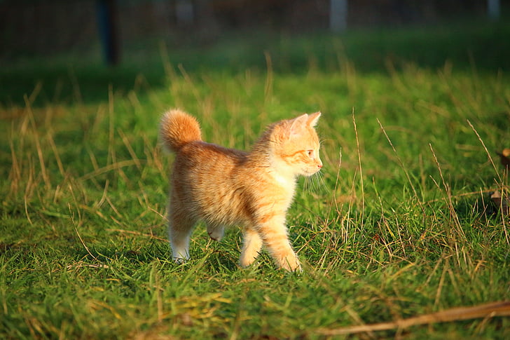 猫，小猫，猫宝宝，幼猫，红猫，家猫，草