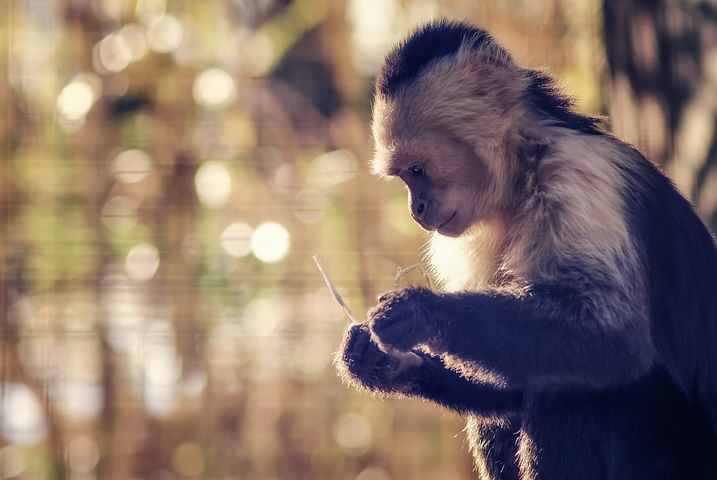 东北农业大学计算机科学与技术专升本怎么样？