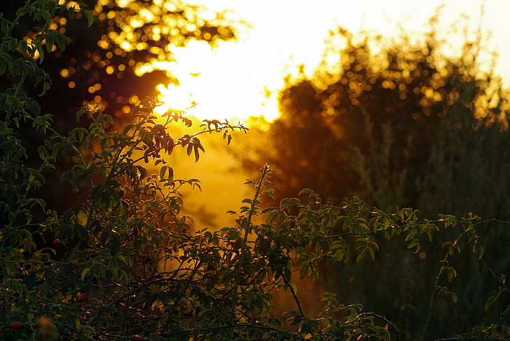 summer, end of the summer, holidays, end of summer, sunset, indian summer, nature